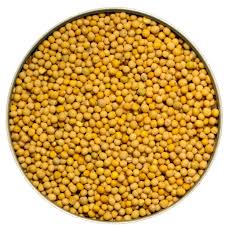Manufacturers Exporters and Wholesale Suppliers of Yellow Mustard Jodhpur Rajasthan